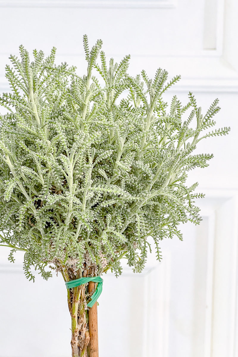 Santolina Topiary, 5" Grey Clay Pot