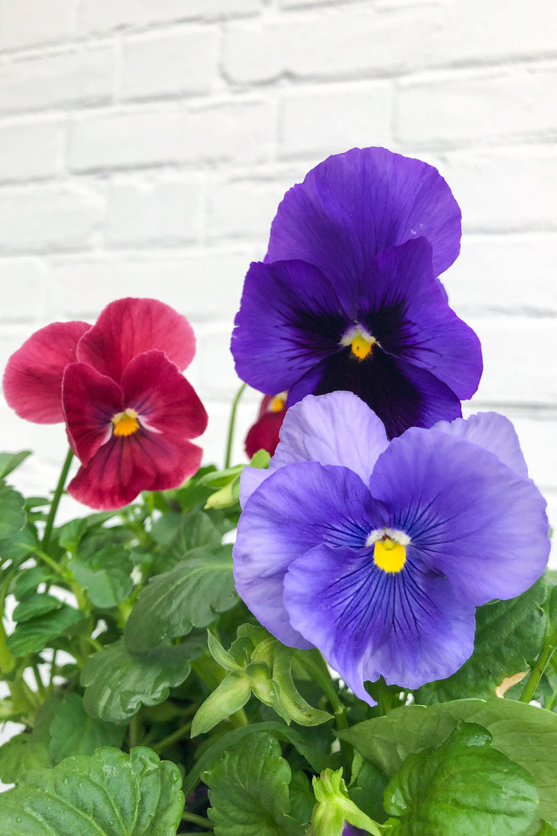 Pansy, Delta Berry Tart Mix