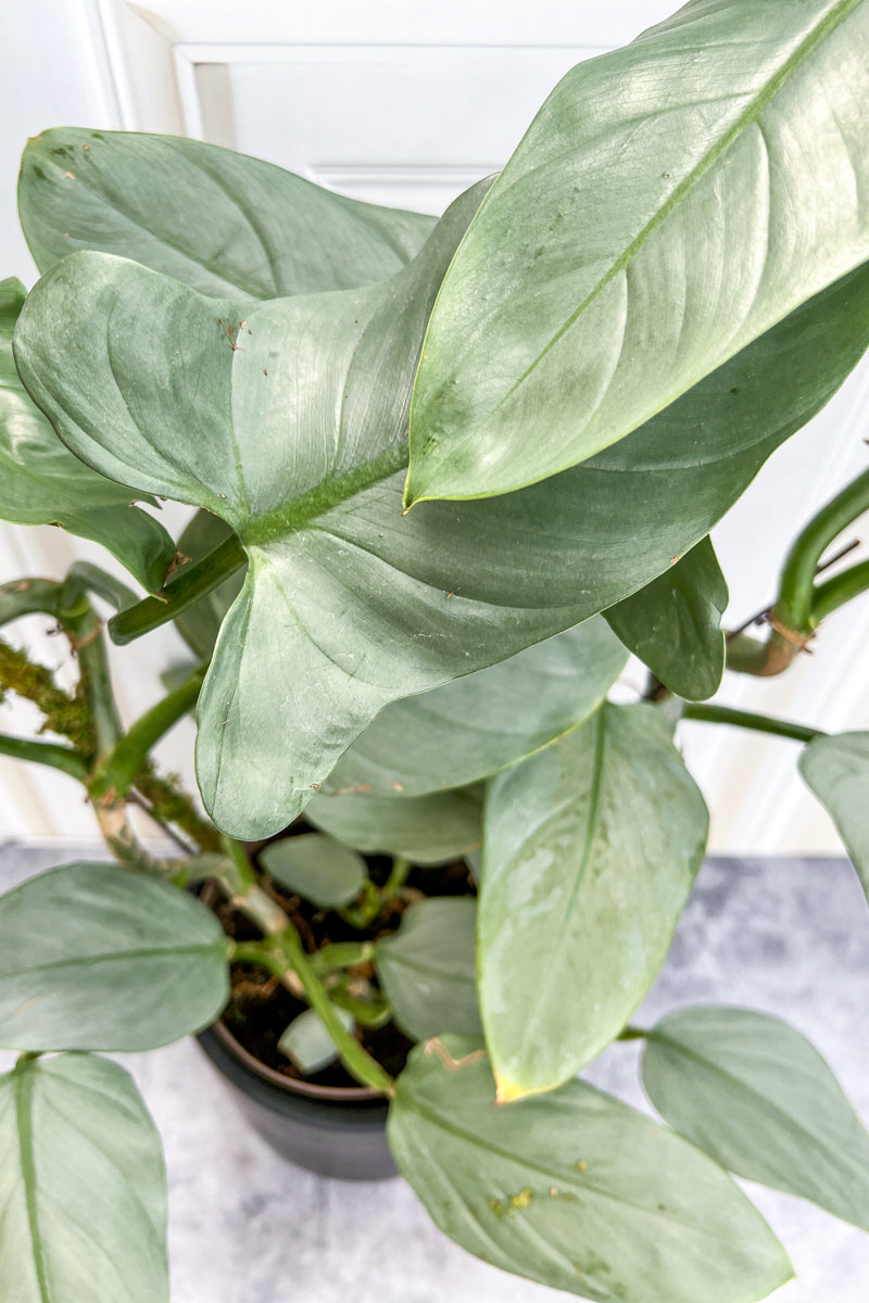 Philodendron, Silver Sword 6"