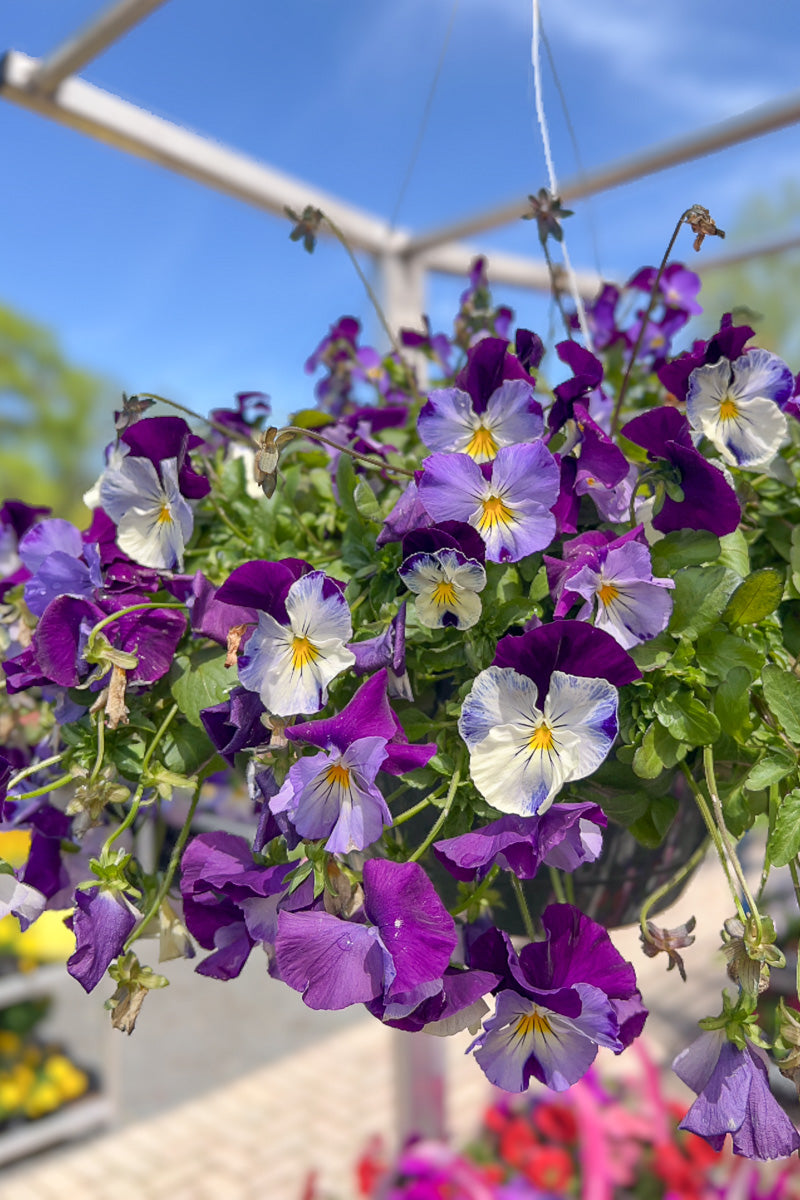 Pansy, Cool Wave Violet Wing