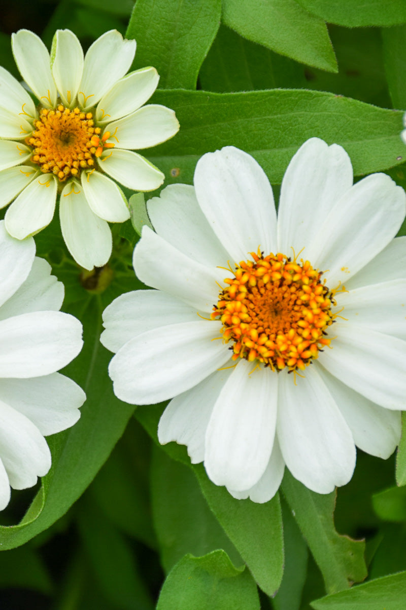Zinnia, Dwarf White