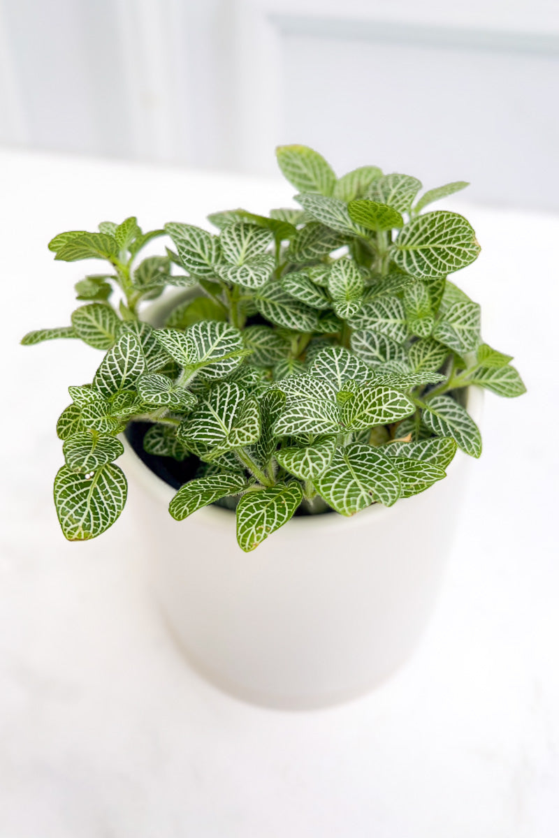 Fittonia, Hybrids White 4"