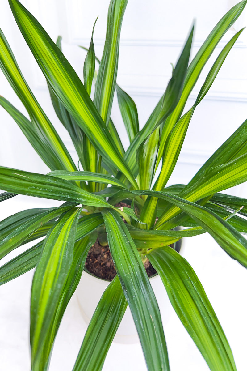 Dracaena, Rikki Tip 6"