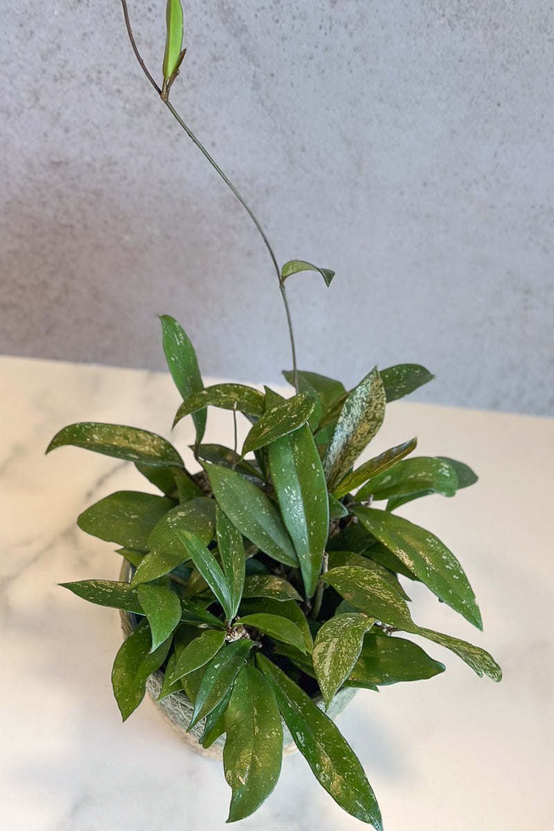 Hoya, Publicalyx 6"