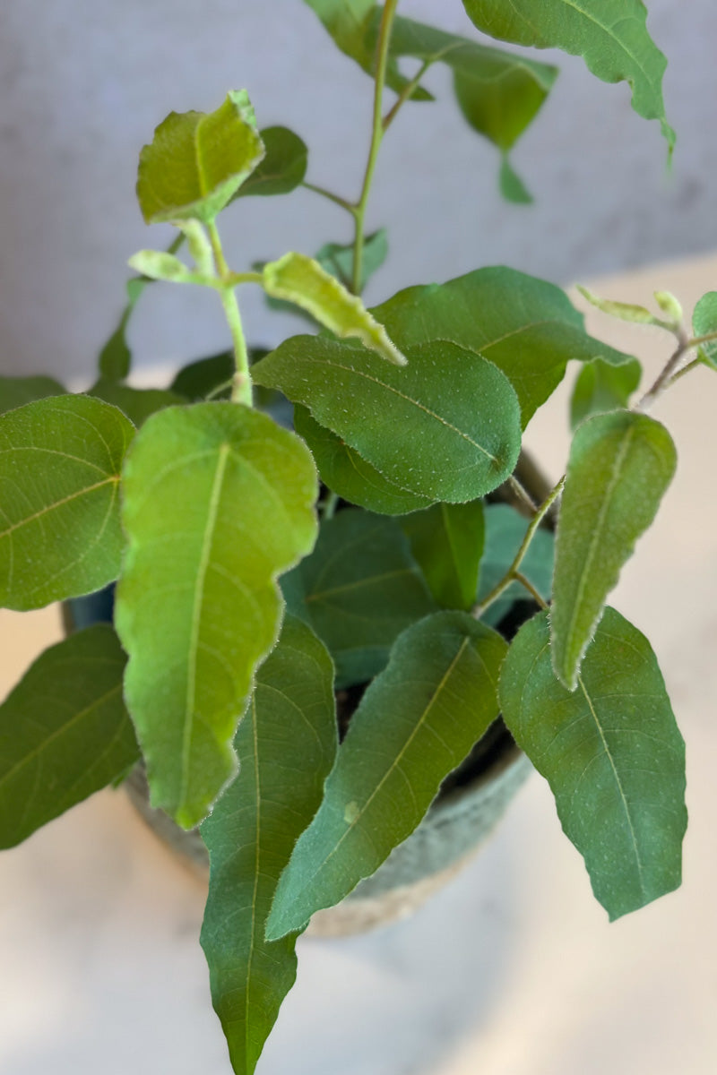 Eucalyptus, Lemon Bush 6"