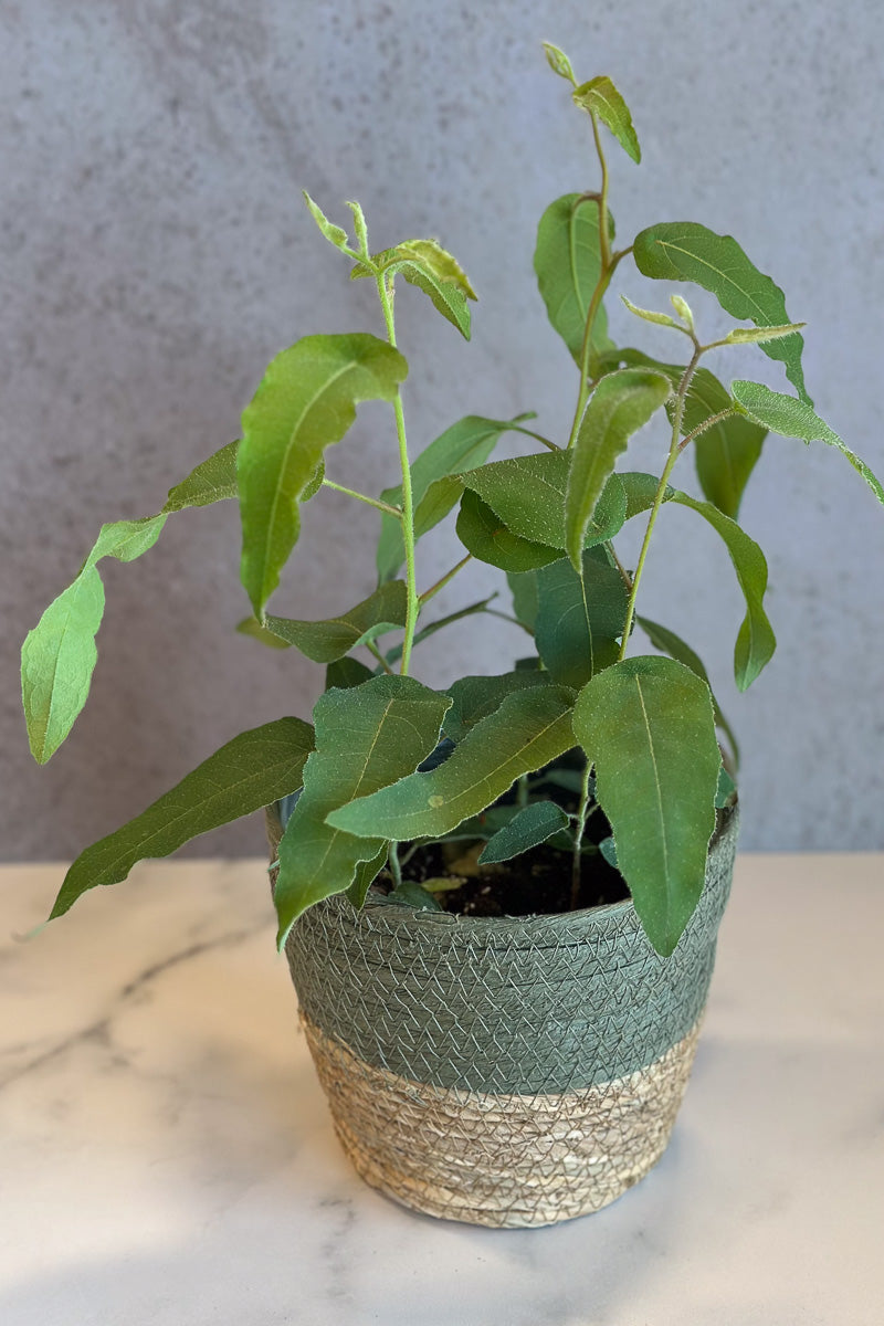 Eucalyptus, Lemon Bush 6"