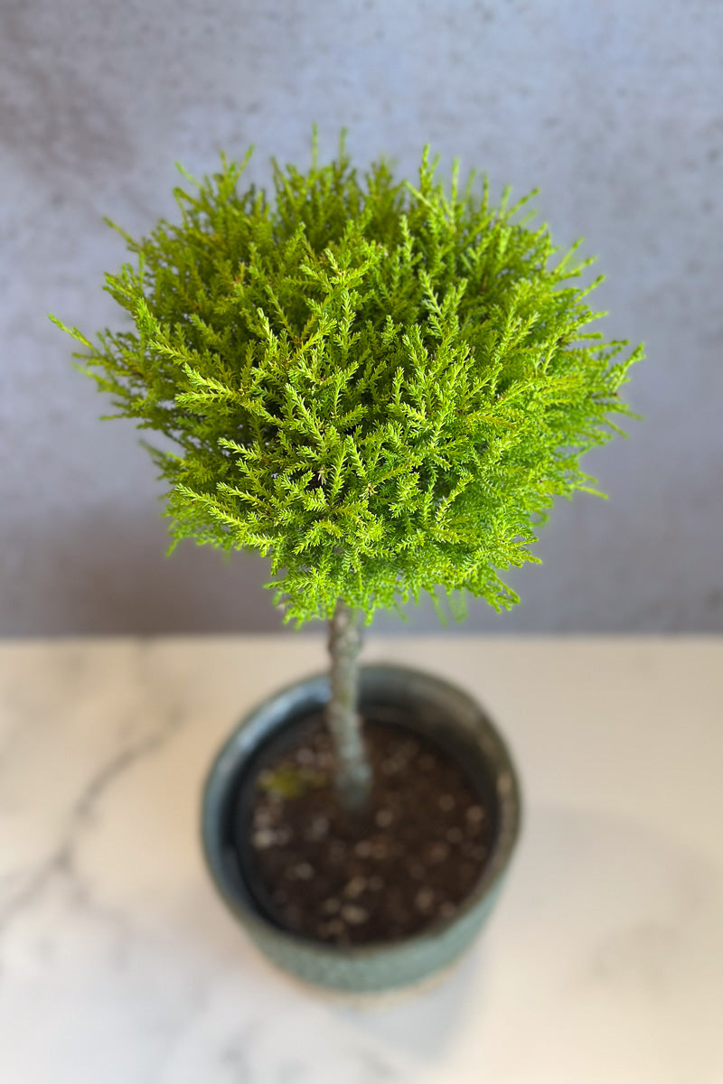 Cypress, Goldcrest 6" Topiary