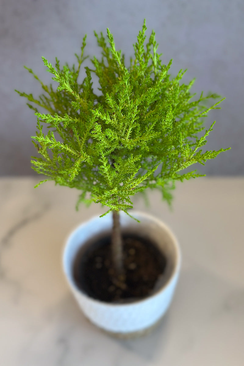 Cypress, Goldcrest 4.5" Topiary