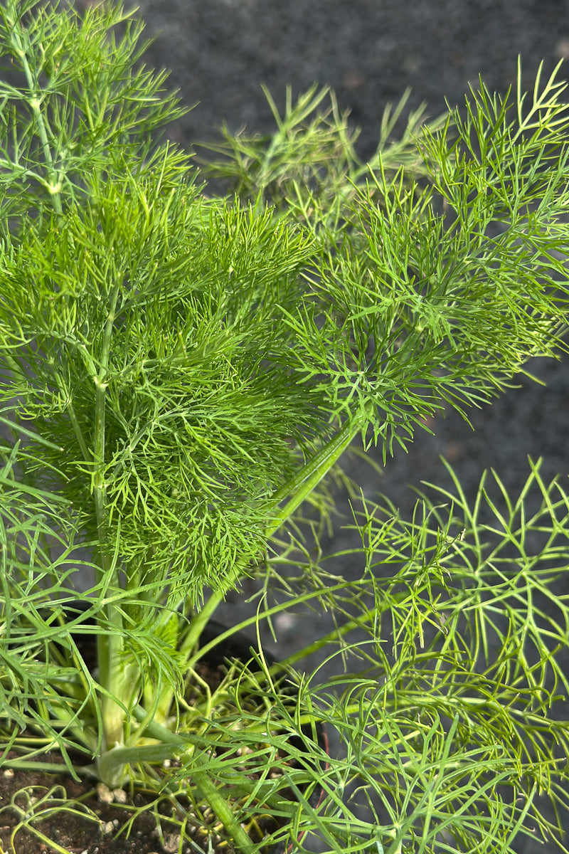 Herb, Dill Fernleaf 4"