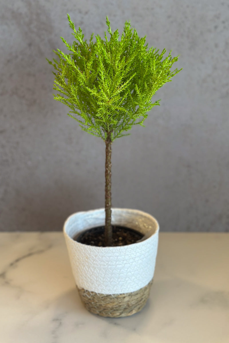 Cypress, Goldcrest 4.5" Topiary