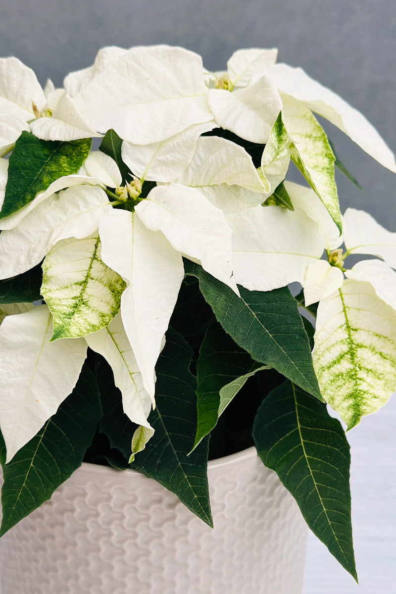 Poinsettia, Princettia Pearl White 4"