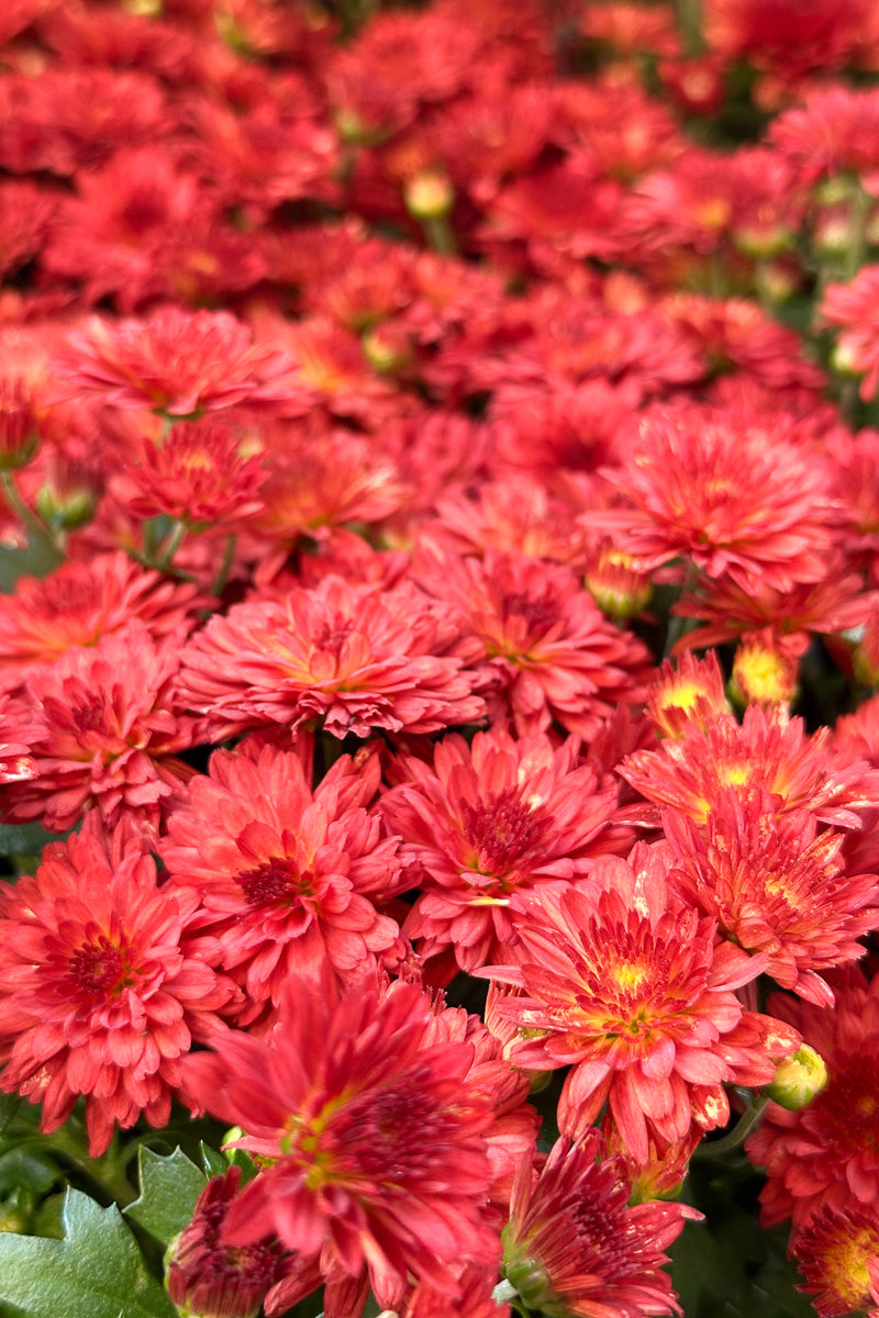 Mum, Fall Red