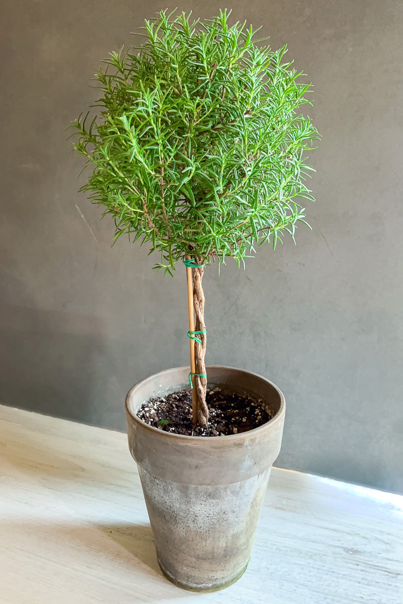 Rosemary, Topiary (Single Ball) 5" Grey Clay Pot