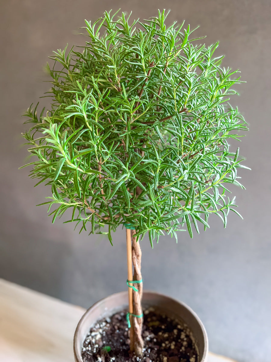 Rosemary, Topiary Single Ball 8" Grey Clay Pot