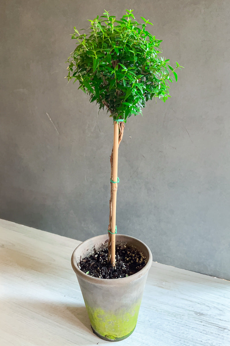 Myrtle Topiary 4" Grey Clay Pot