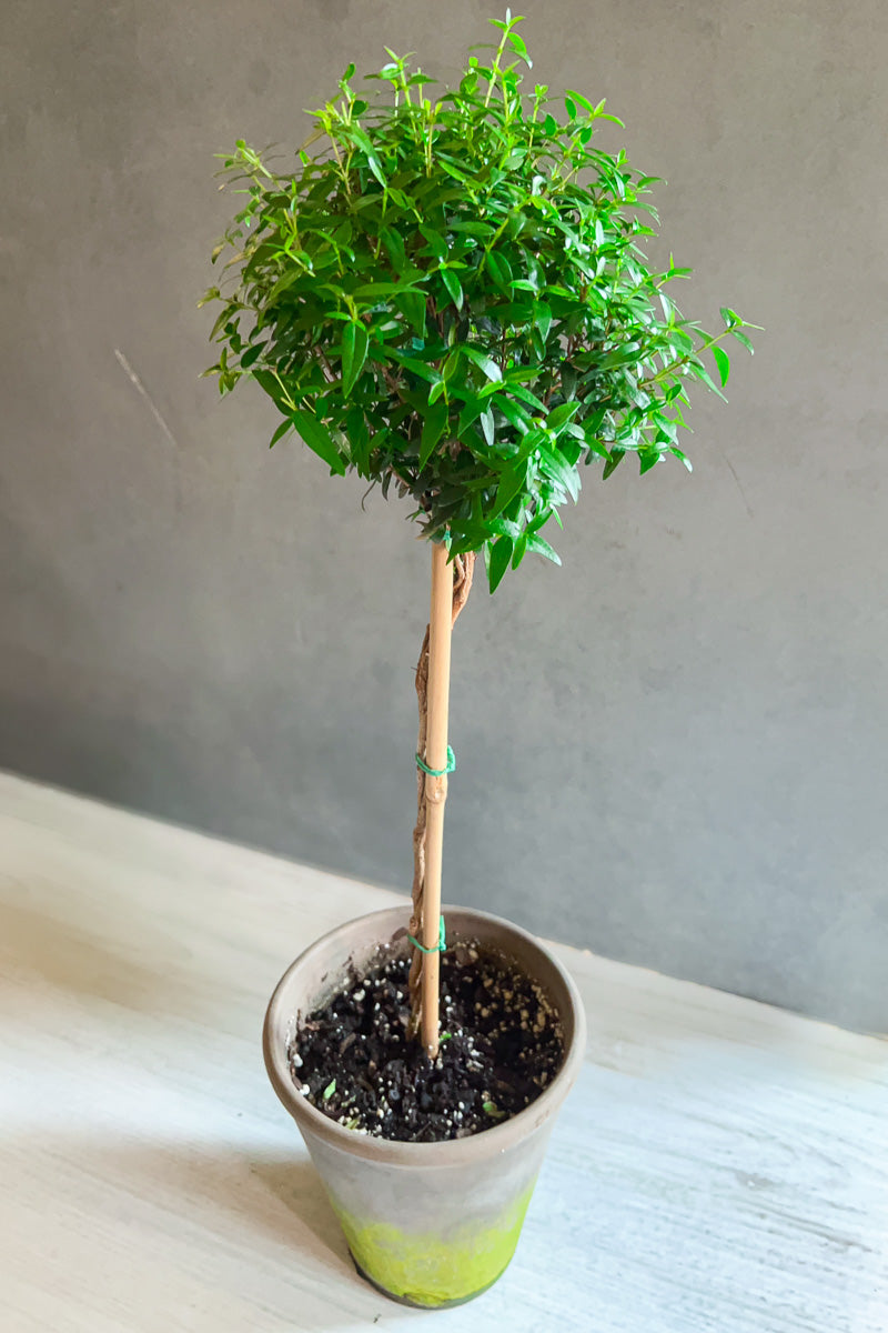 Myrtle Topiary 4" Grey Clay Pot