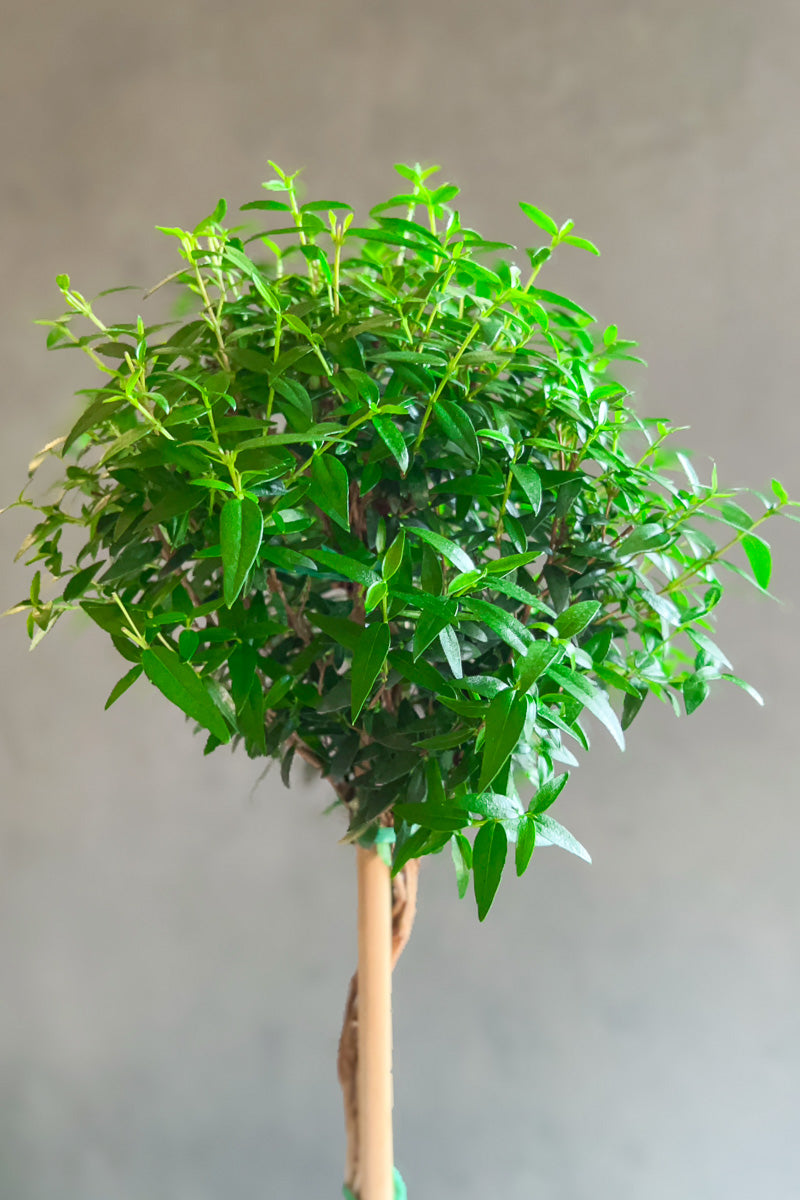 Myrtle, Topiary 6"