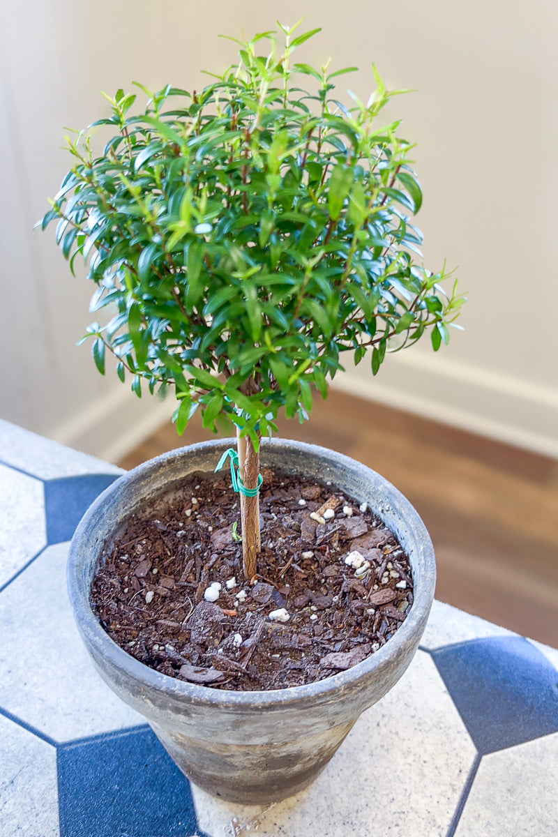 Myrtle, Topiary 6" Grey Clay Pot