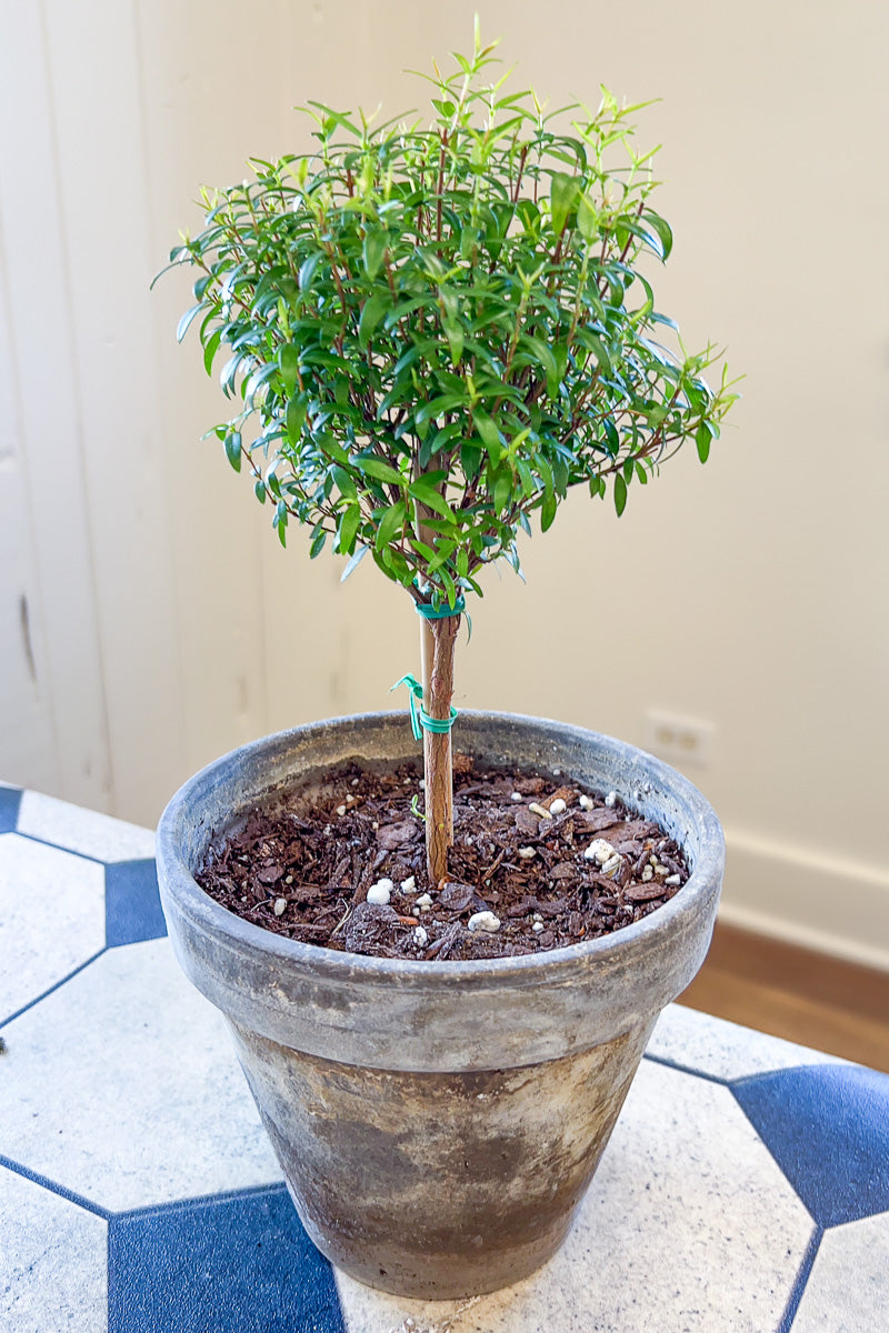 Myrtle, Topiary 6" Grey Clay Pot