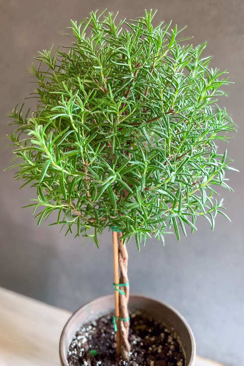 Rosemary, Topiary (Single Ball) 5" Grey Clay Pot