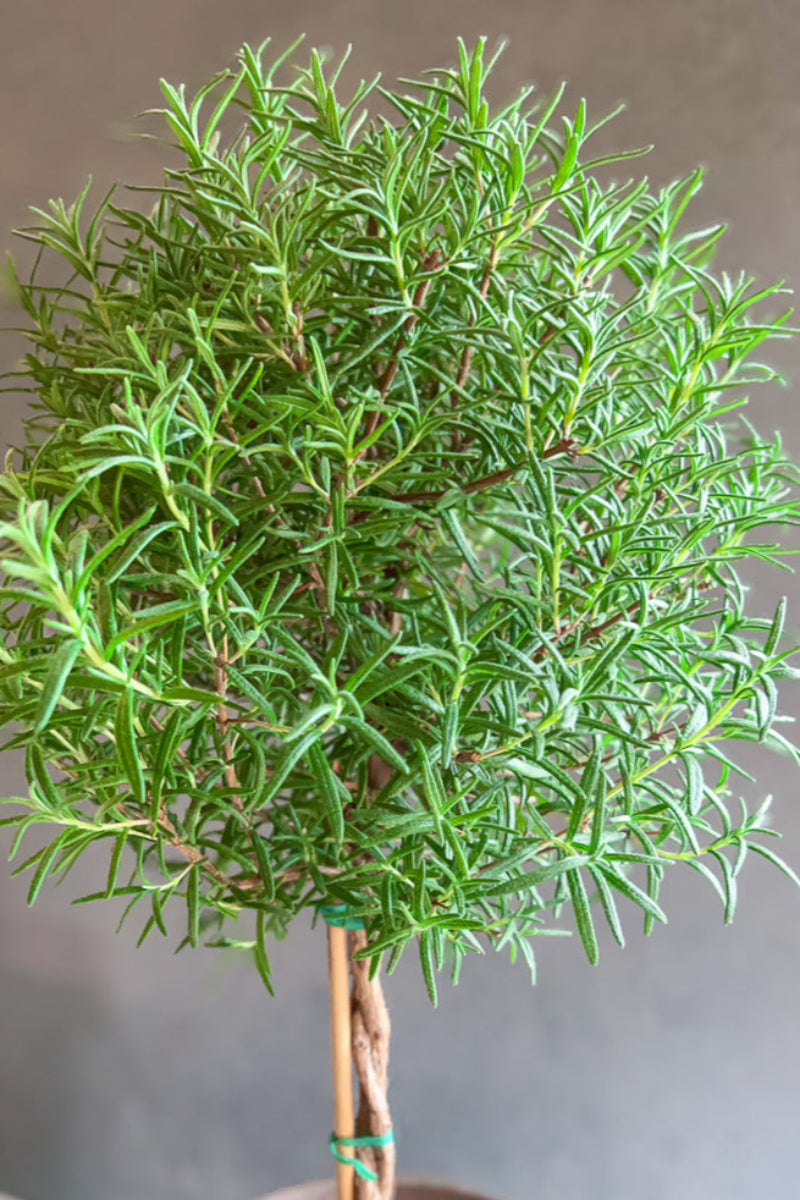 Rosemary, Topiary 10" Color Pot