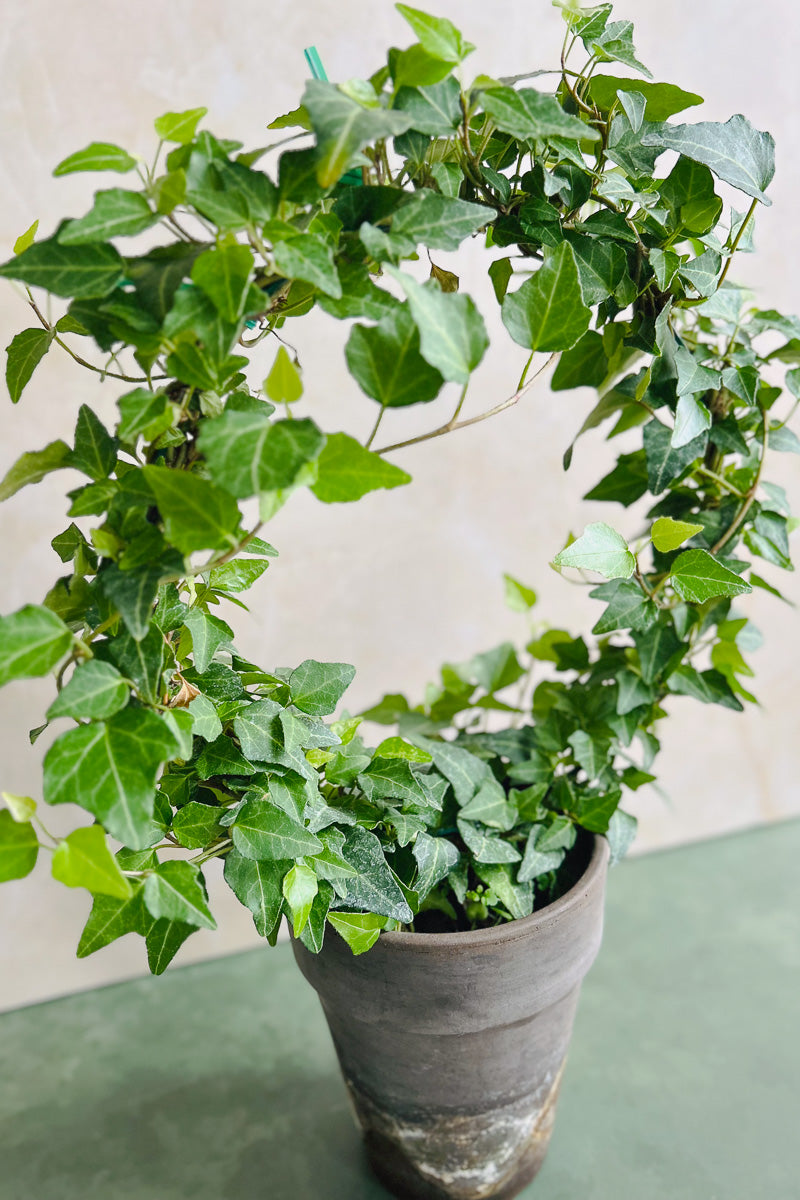 Ivy, Topiary Ring 5" Grey Clay Pot