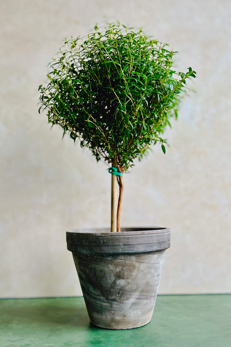 Myrtle, Topiary Single Ball Short 5" Grey Clay Pot