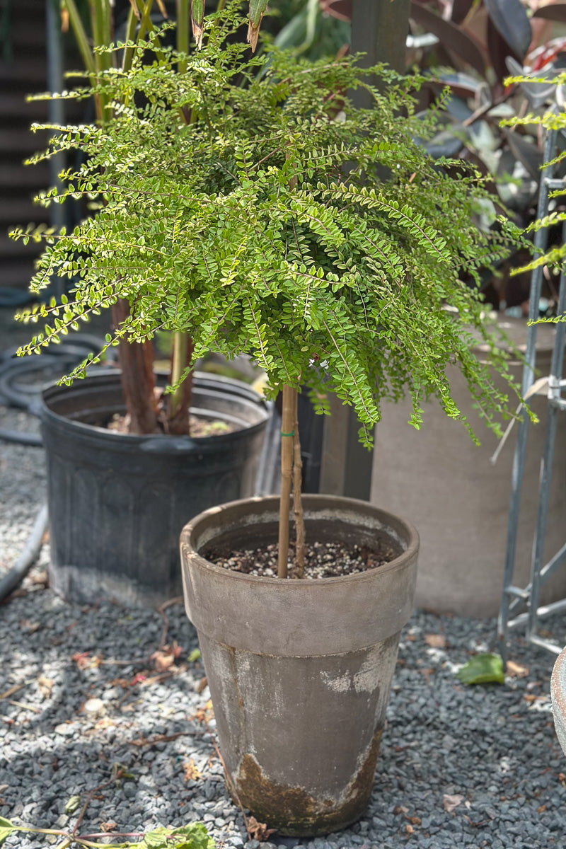 Boxwood Honeysuckle, Topiary Single Ball 10" Grey Clay Pot