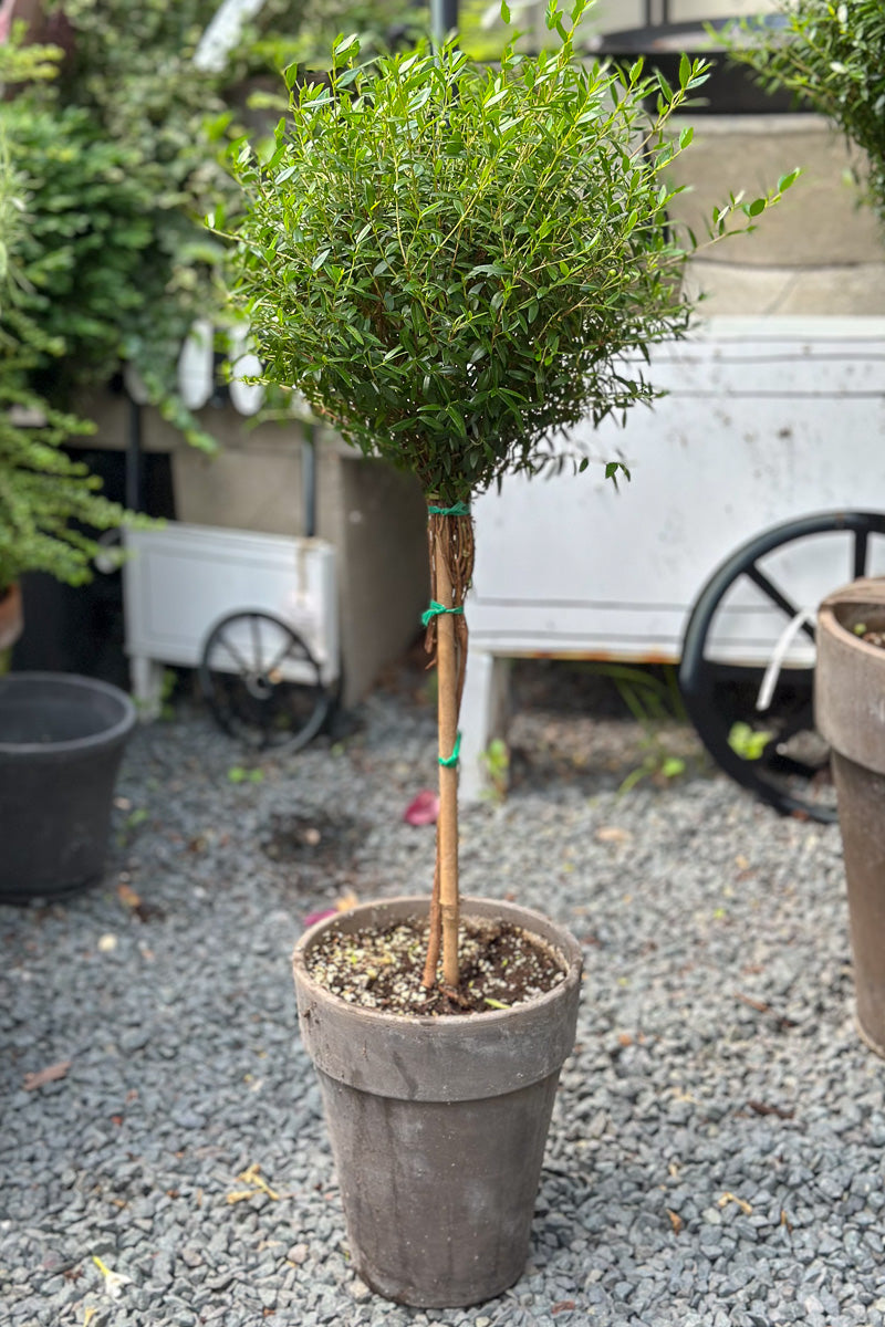 Myrtle, Topiary Single Ball 7" Grey Clay Pot