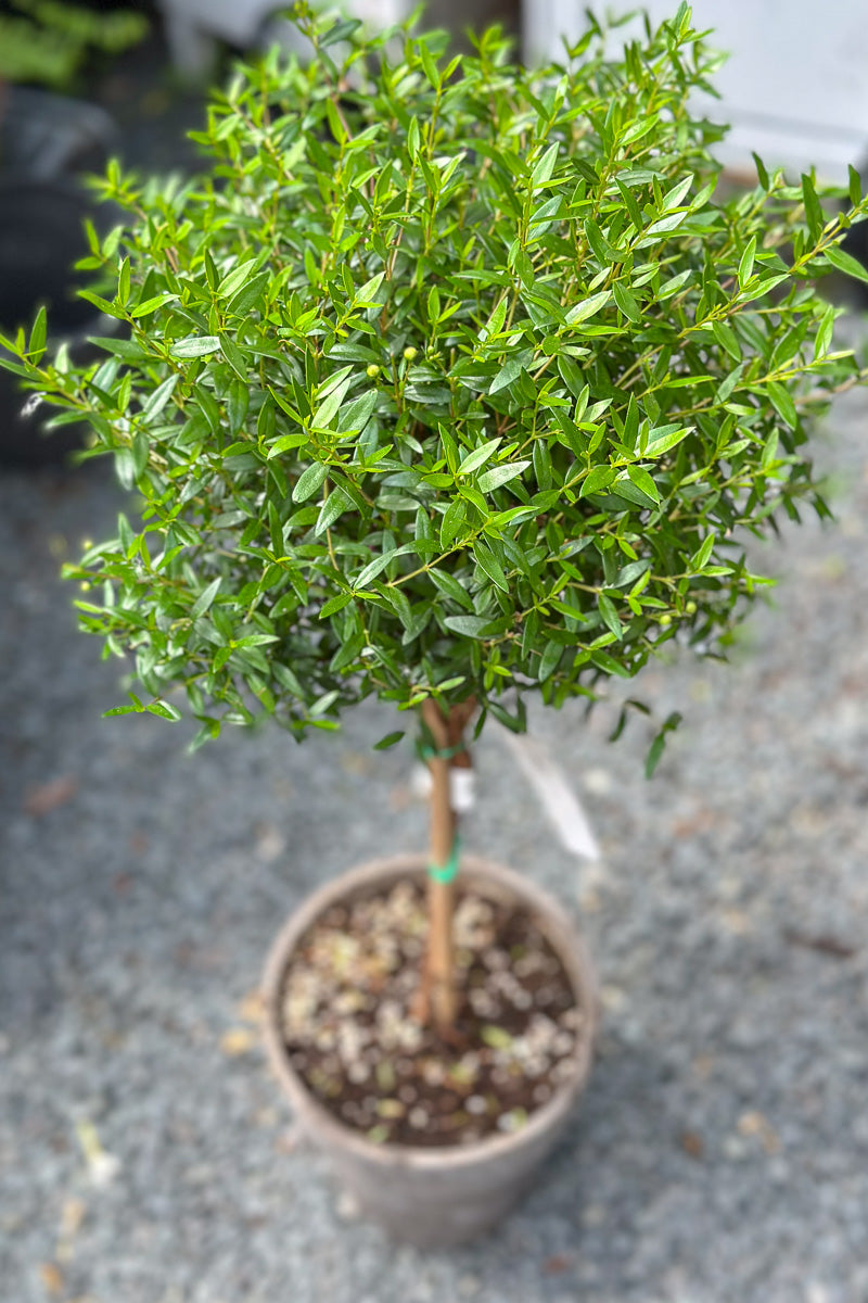Myrtle, Topiary Single Ball 7" Grey Clay Pot