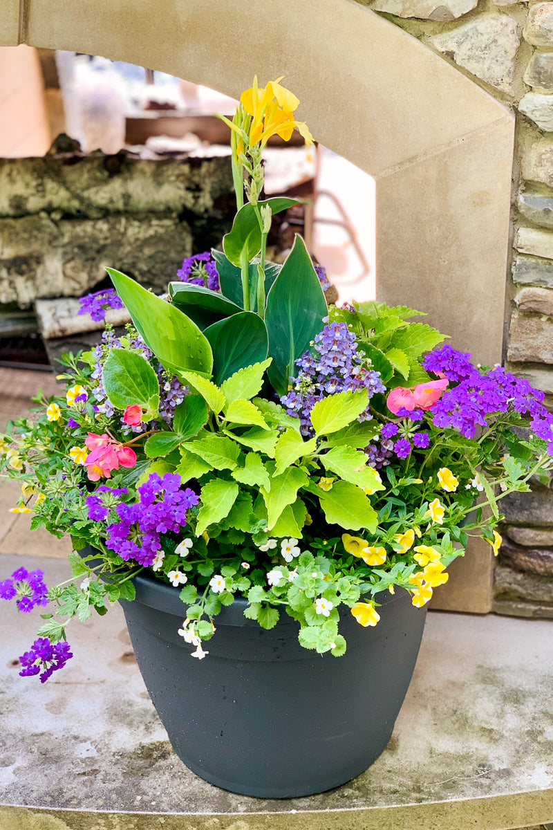 Chalet-nursery Signature | Outdoor | Summer Classic & Fresh Sun