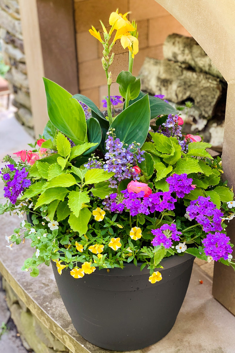 Chalet-nursery Signature | Outdoor | Summer Classic & Fresh Sun
