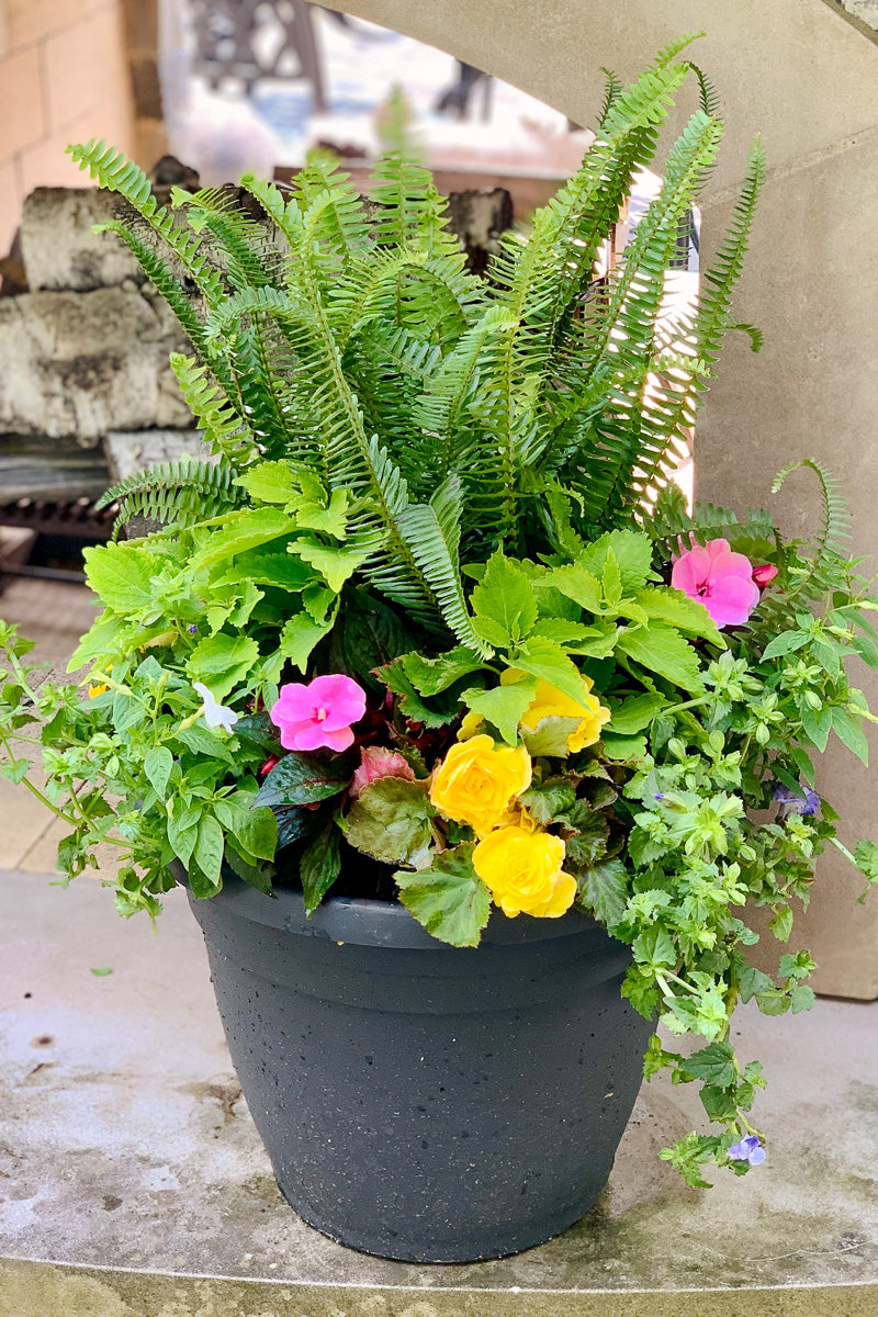 Chalet-nursery Signature | Outdoor | Summer Classic & Fresh Shade