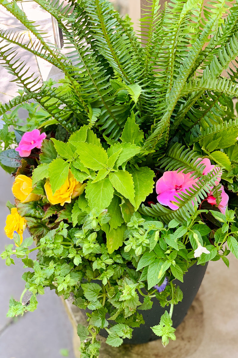 Chalet-nursery Signature | Outdoor | Summer Classic & Fresh Shade