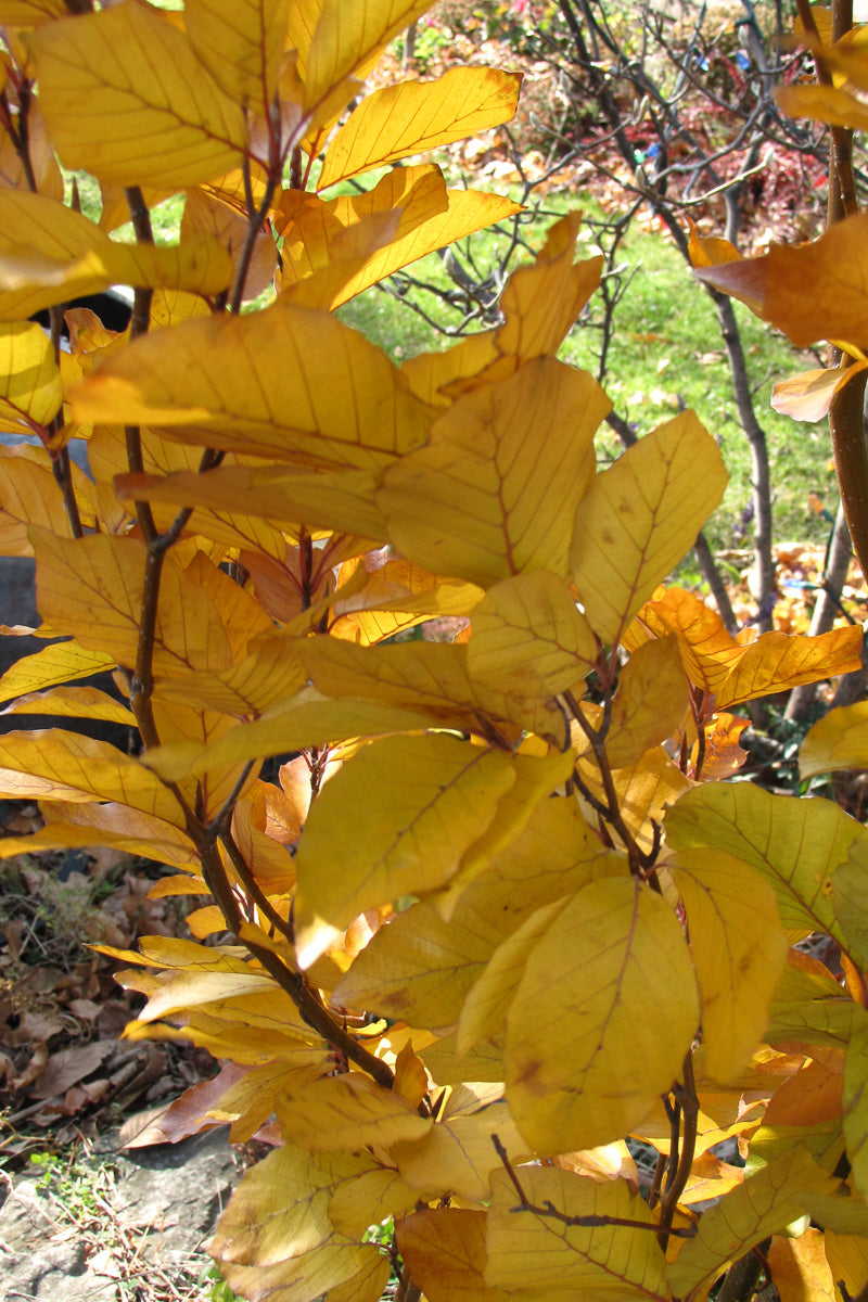 Beech, European Dawyck Purple