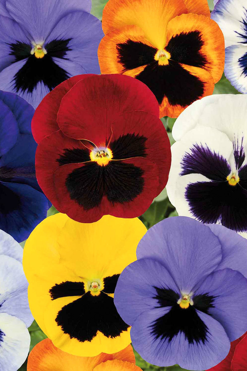 Pansy, Blotch Mix