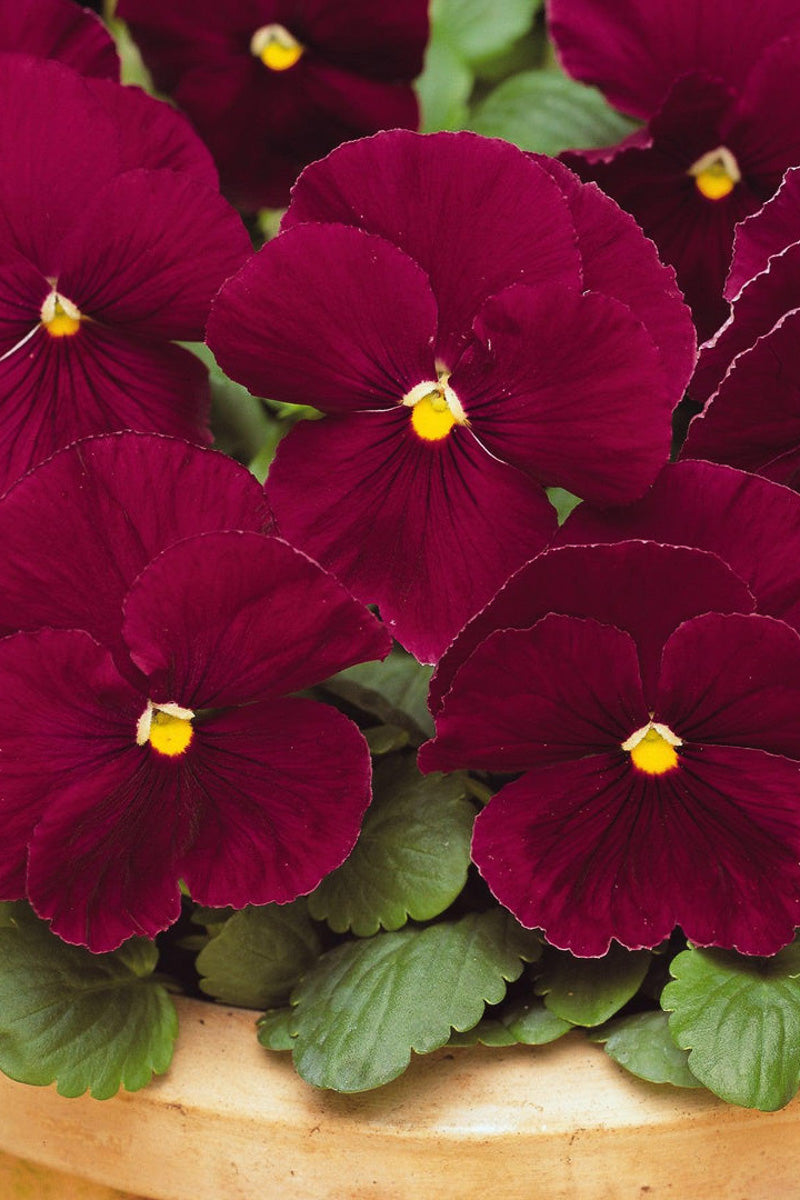 Pansy, Matrix Rose