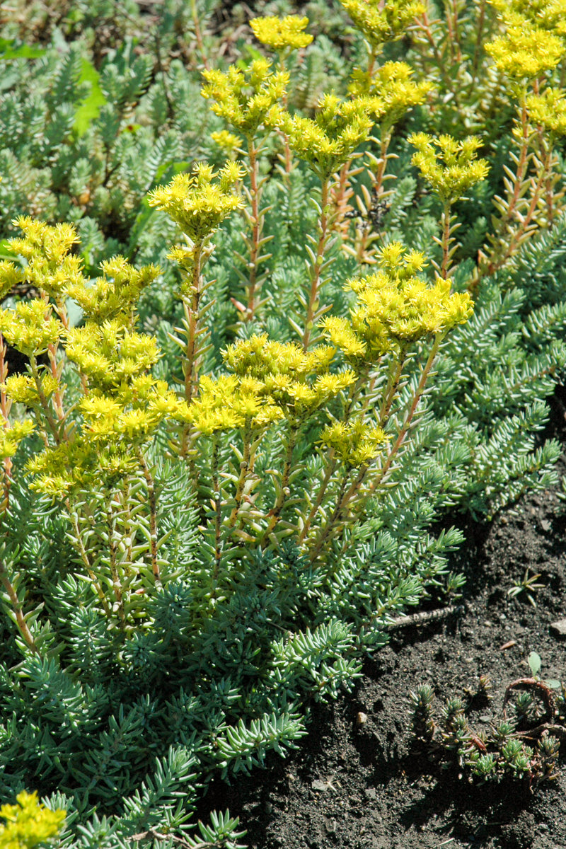 Sedum, Blue Spruce