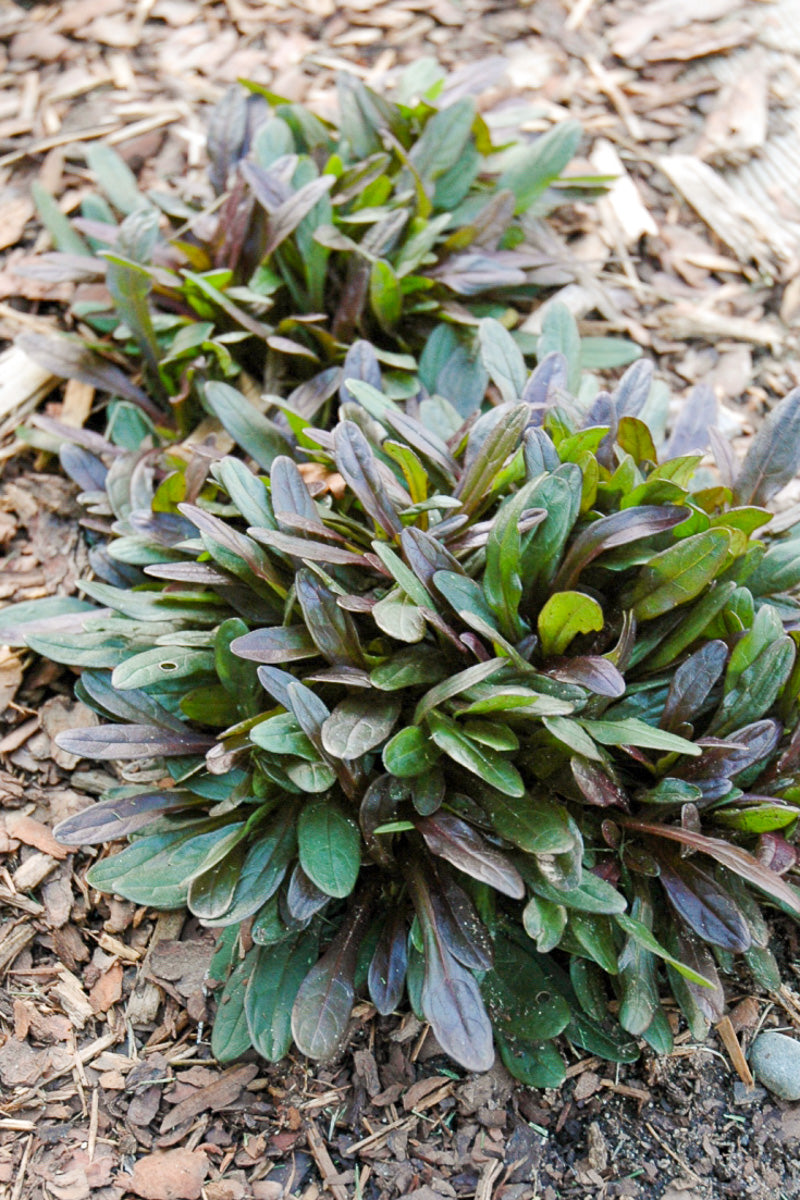 Ground Cover, Ajuga Chocolate Chip