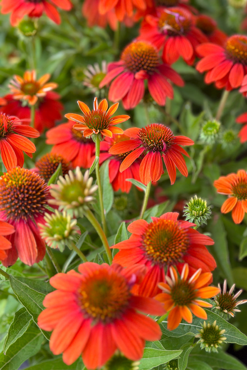 Coneflower, Sombrero Orange
