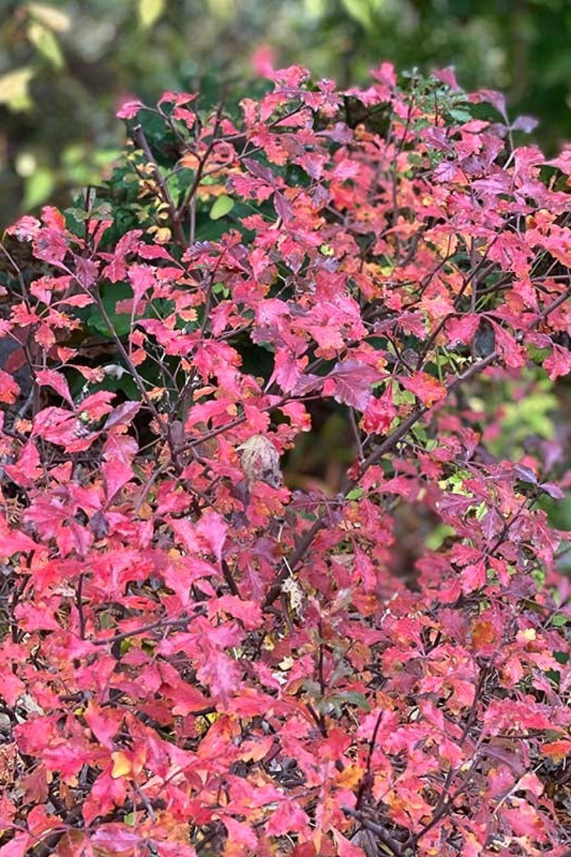 Sumac, Lacette