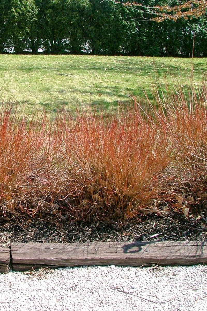 Dogwood, Gray Huron
