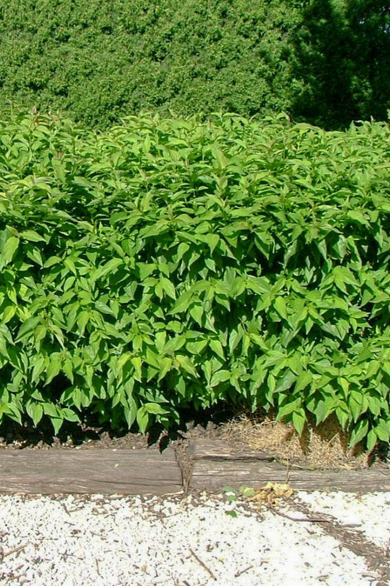 Dogwood, Gray Huron