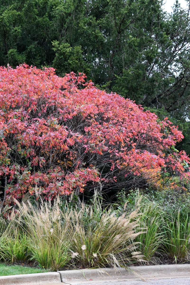 Sumac, Prairie Flame