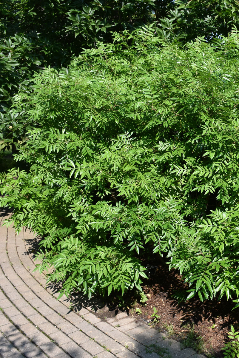 Sumac, Prairie Flame