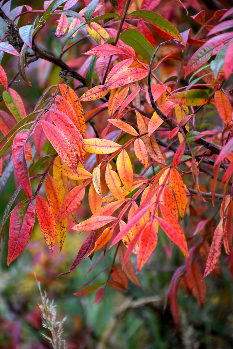 Sumac, Prairie Flame
