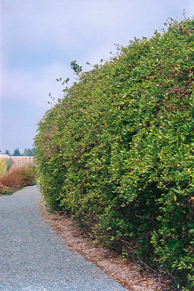 Vine, Honeysuckle Halliana