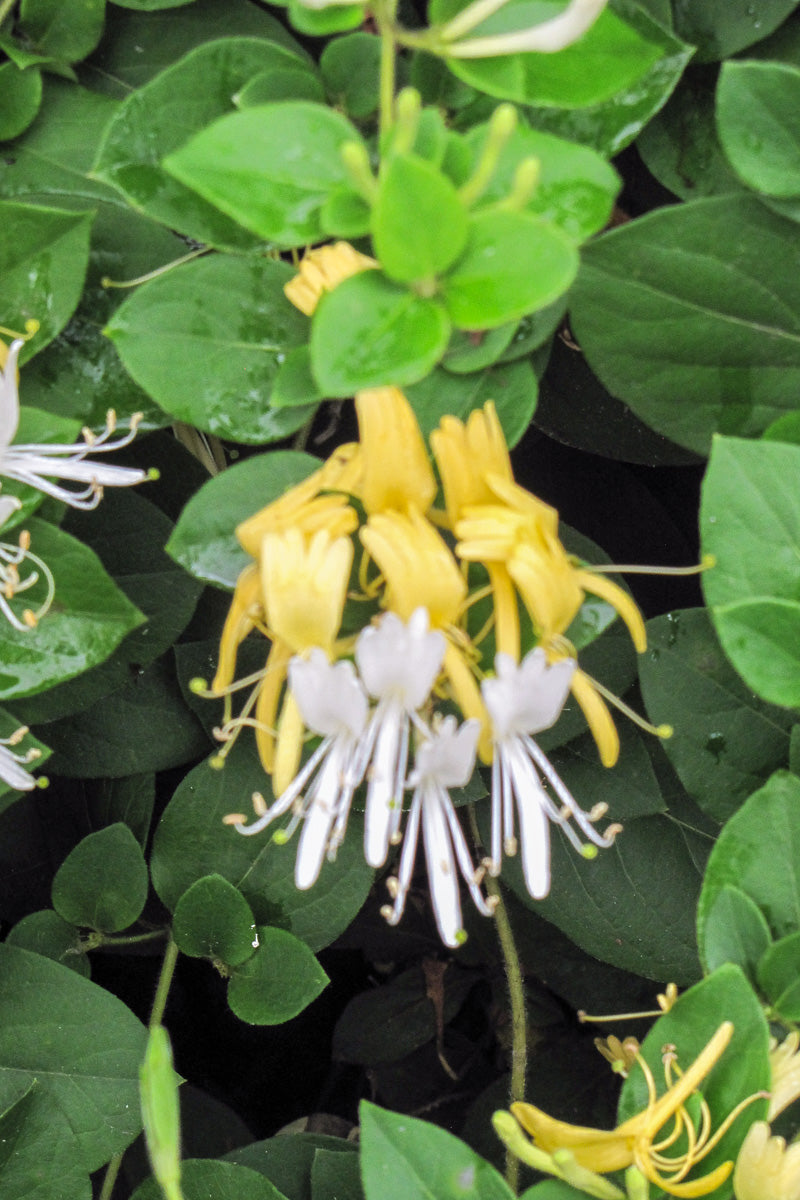 Vine, Honeysuckle Halliana