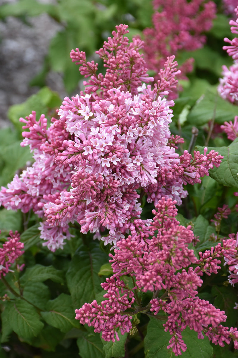 Lilac, Late Pinktini