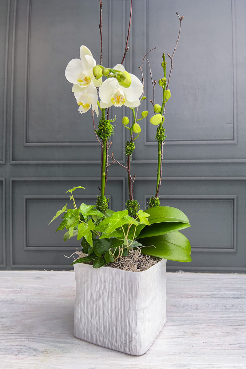 Chalet-nursery Signature White Orchid Linen